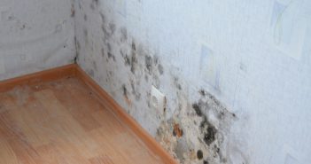 Как избавиться от плесени на стенах в квартире
