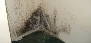 Как избавиться от плесени на стенах в квартире | Как убрать грибок на стенах